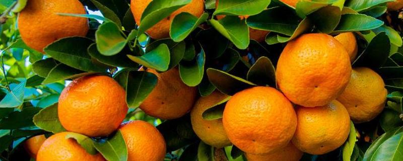 秋季成熟的水果有哪些，橘子、枣子、柚子等都是秋天成熟