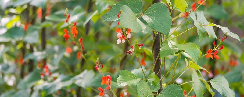 芸豆开花后冲什么肥料，可选磷酸二氢钾、氮磷钾混合肥等