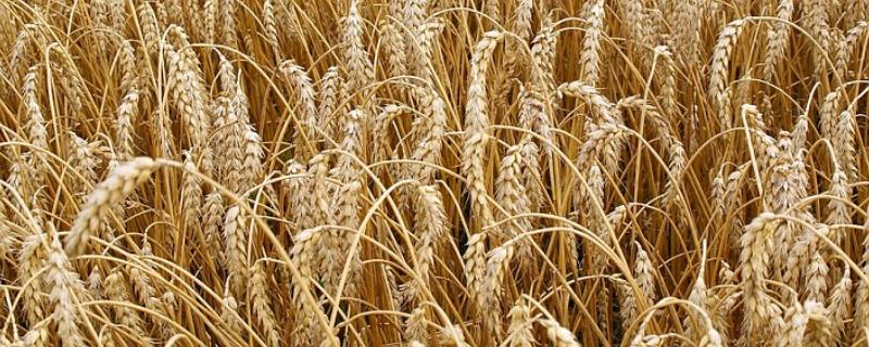 大麦的寓意，寓意谦虚、平安和希望等