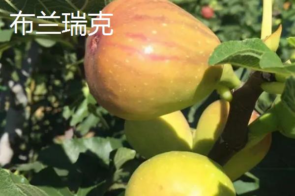 无花果一年结几次果，一年结果2次