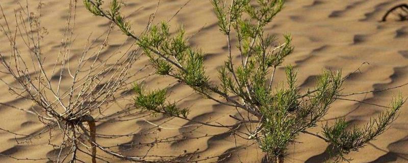 梭梭树被称为什么，被称为是沙漠中的植被之王