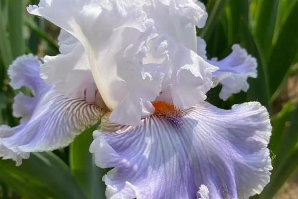 鸢尾花的花语，不同颜色有不同的花语