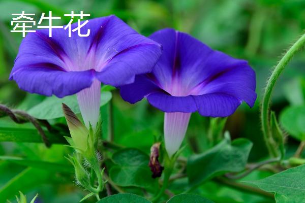 百万小玲和牵牛花的区别，百万小玲属于茄科、牵牛花属于旋花科