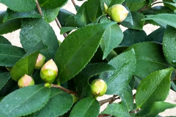 茶花花苞太多要剪掉吗，及时将生长细弱的花苞剪除