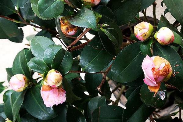 茶花花苞太多要剪掉吗，及时将生长细弱的花苞剪除