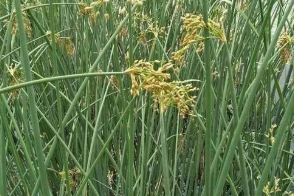 什么植物可以净化水质，有水葫芦、芦苇、浮萍、水葱、荷花等