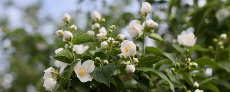 茉莉花的花语，不同颜色的花语不同