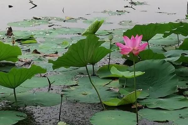 沈阳荷花什么时候开，6月-8月开放