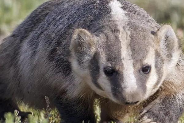 獾是什么动物，属于哺乳动物