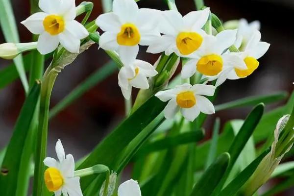 水仙花的花语，有自恋、自我陶醉的寓意