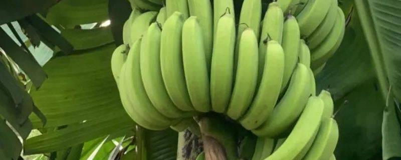 香蕉怎么繁殖，可吸芽、块茎或分株繁殖