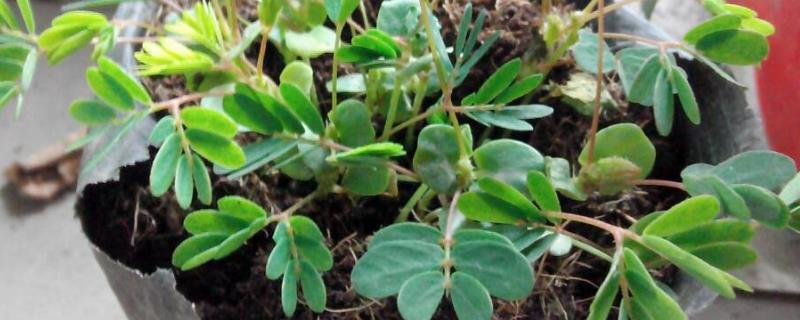 盆栽含羞草的养殖方法，要为其提供均衡的氮磷钾混合肥