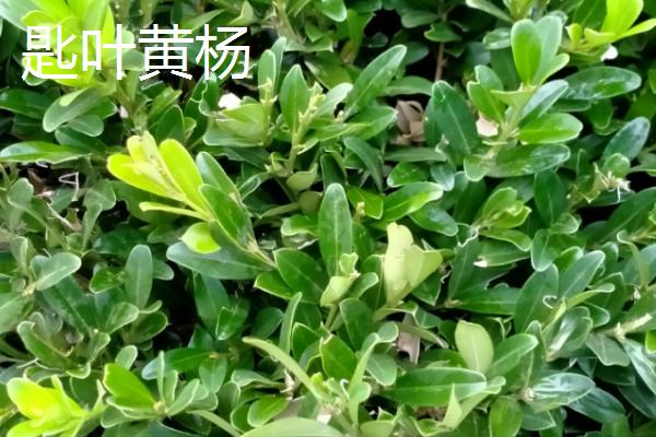 匙形叶子的植物，可能是匙叶黄杨、匙叶猪笼草或匙叶鼠麹草