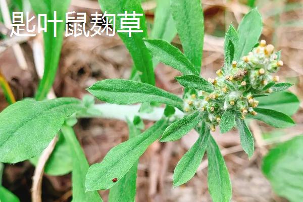 匙形叶子的植物，可能是匙叶黄杨、匙叶猪笼草或匙叶鼠麹草