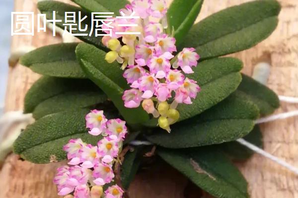 匙形叶子的植物，可能是匙叶黄杨、匙叶猪笼草或匙叶鼠麹草