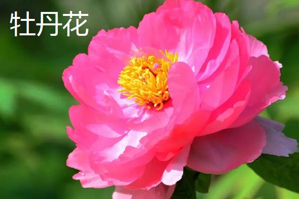 牡丹花有什么特点，花朵单生在枝顶且花色丰富