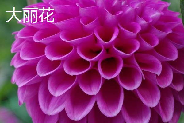 牡丹花有什么特点，花朵单生在枝顶且花色丰富