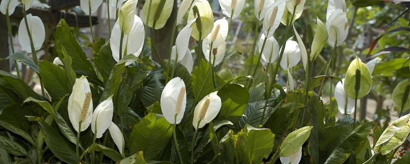 白鹤芋和马蹄莲的区别，花朵、种属和习性均不同