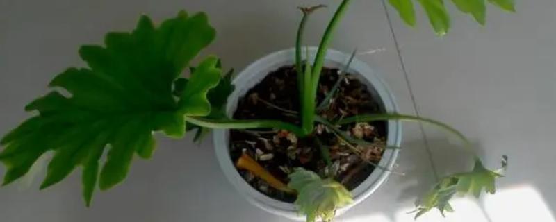 龟背竹的扦插方法，截取带有气生根的枝条、经过消毒后再插入土壤中
