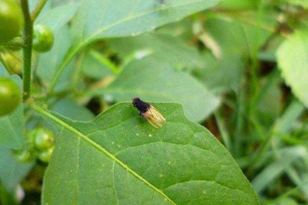 花招小飞虫了怎么办，数量多时需用药剂喷杀