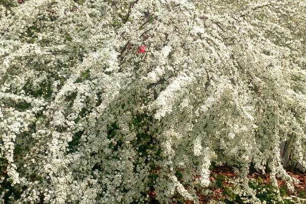 喷雪花的养殖方法，适合在温暖、湿润和通风良好的环境下生长