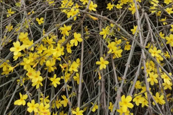 迎春花的品种特征，小枝细长直立、花朵单生在枝条上