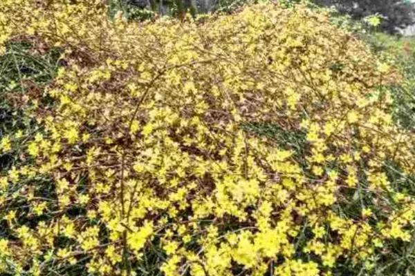 迎春花枝条干枯是什么病，可能是患上了灰霉病