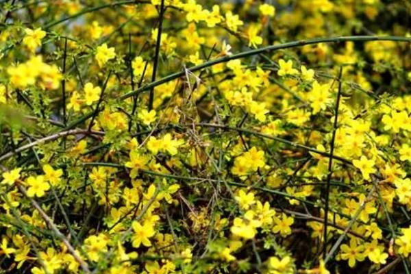 迎春花的品种特征，小枝细长直立、花朵单生在枝条上