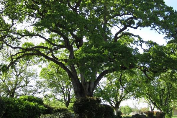 橡树与芦苇的寓意，橡树寓意思念、芦苇寓意坚韧的品质