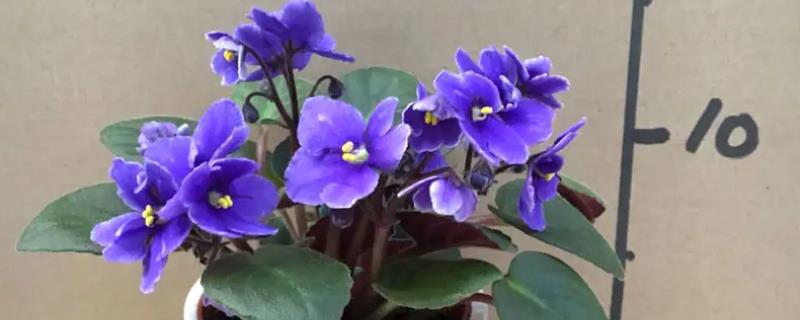 紫罗兰怎么养殖，使用陶盆或者瓦盆种植