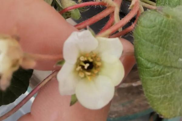 植物的花蕊分类，分为雌蕊和雄蕊