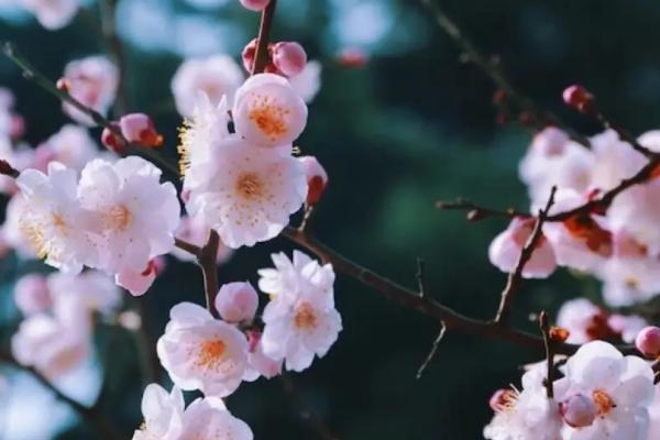 冬天开的花有哪些，有梅花、山茶花、鹤望兰等