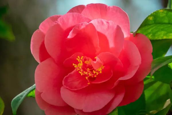 冬天开的花有哪些，有梅花、山茶花、鹤望兰等