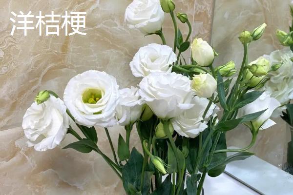 洋桔梗和桔梗花的区别，科属、花型和花期均不同