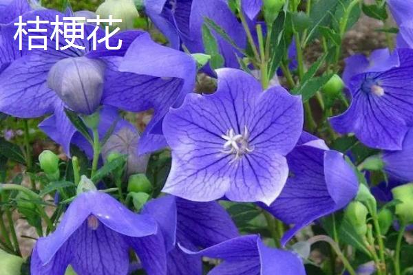 洋桔梗和桔梗花的区别，科属、花型和花期均不同