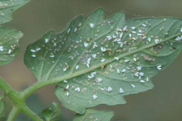 花上有腻虫怎么处理，可用黄色粘板或药剂喷洒