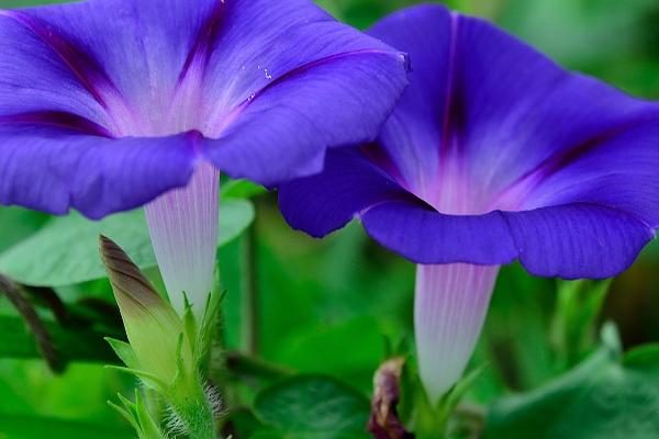 牵牛花有哪些颜色，有莹蓝、玫红色或白色