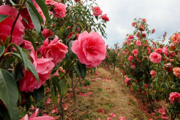 山茶花的花语，寓意可爱俏皮、纯真等