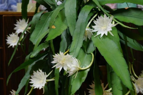 昙花的特点，花朵多在夜间八点到九点开放