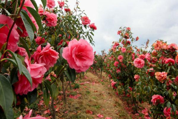 茶花叶子发焦掉叶怎么处理，建议及时进行补水