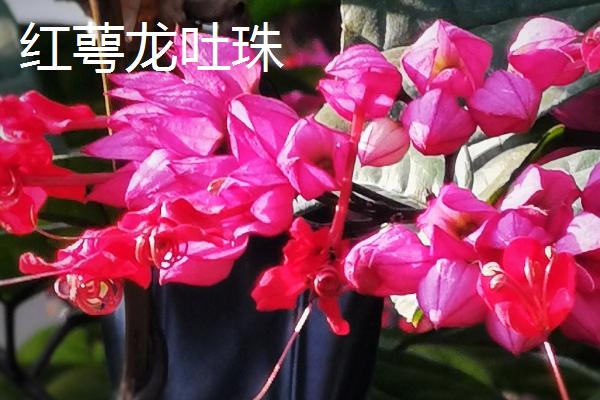 龙吐珠和红萼龙吐珠的区别，叶片、花期和生长习性均不同