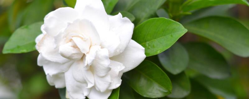 十大最香的花，其中兰花的香是最奇特的花香
