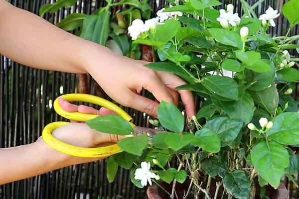 茉莉花的施肥间隔期，旺盛生长期每隔15-30天施1次肥