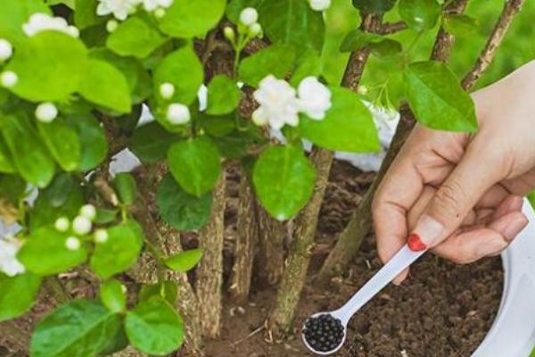 茉莉花的施肥间隔期，旺盛生长期每隔15-30天施1次肥