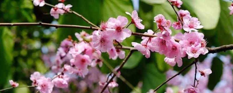 梅花的特点，属于多年生植物且耐寒性强