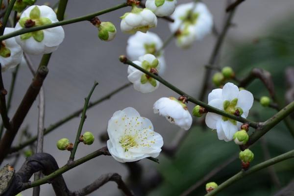 白梅花是什么花，也叫绿萼梅