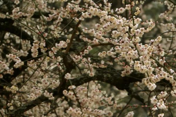 白梅花是什么花，也叫绿萼梅