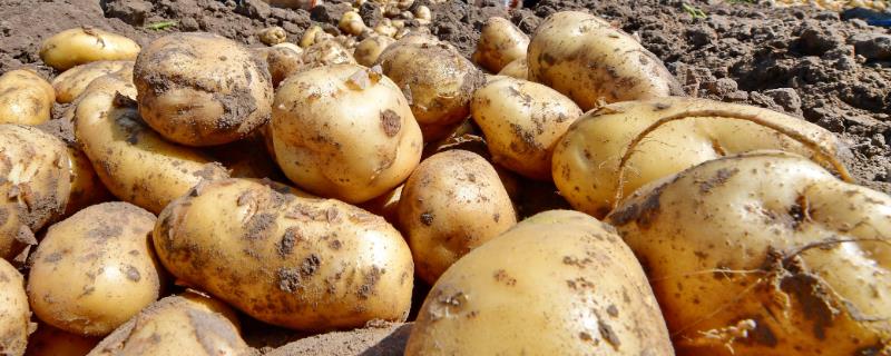 马铃薯是什么植物，属于茄科草本植物