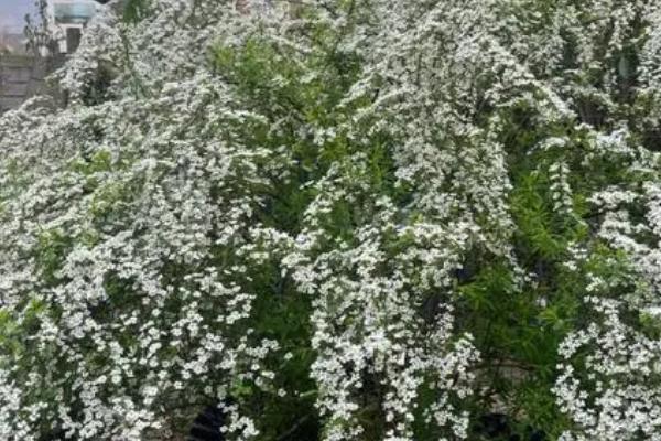 一年四季不怕冷不怕热的植物，有喷雪花、夏堇花、金银花等