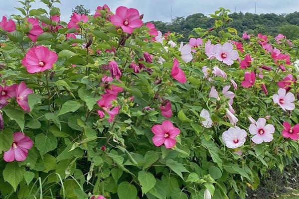 一年四季不怕冷不怕热的植物，有喷雪花、夏堇花、金银花等